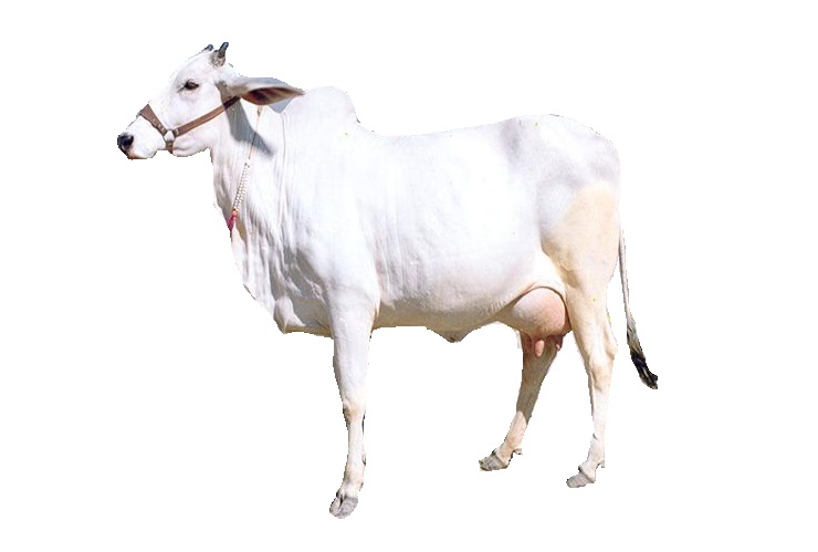 Haryanvi-Cow-Milk-Noida
