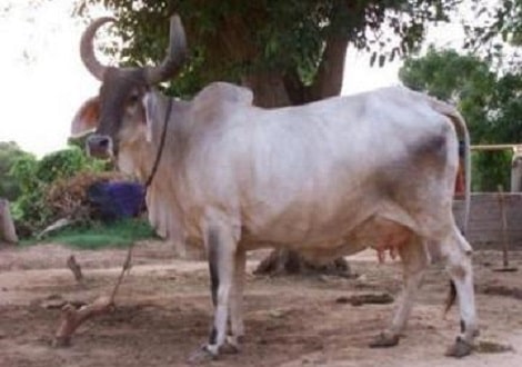 Kankrej-Cow-Milk-Noida