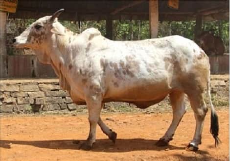 Raathi-Cow-Milk-Noida